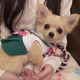 Illustration for article titled Small Dogs Cosplaying as emSailor Moon/em Characters